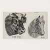 Home John Derian | Cow And Horse Tray