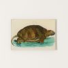 Home John Derian | Turtle D Mini Tray