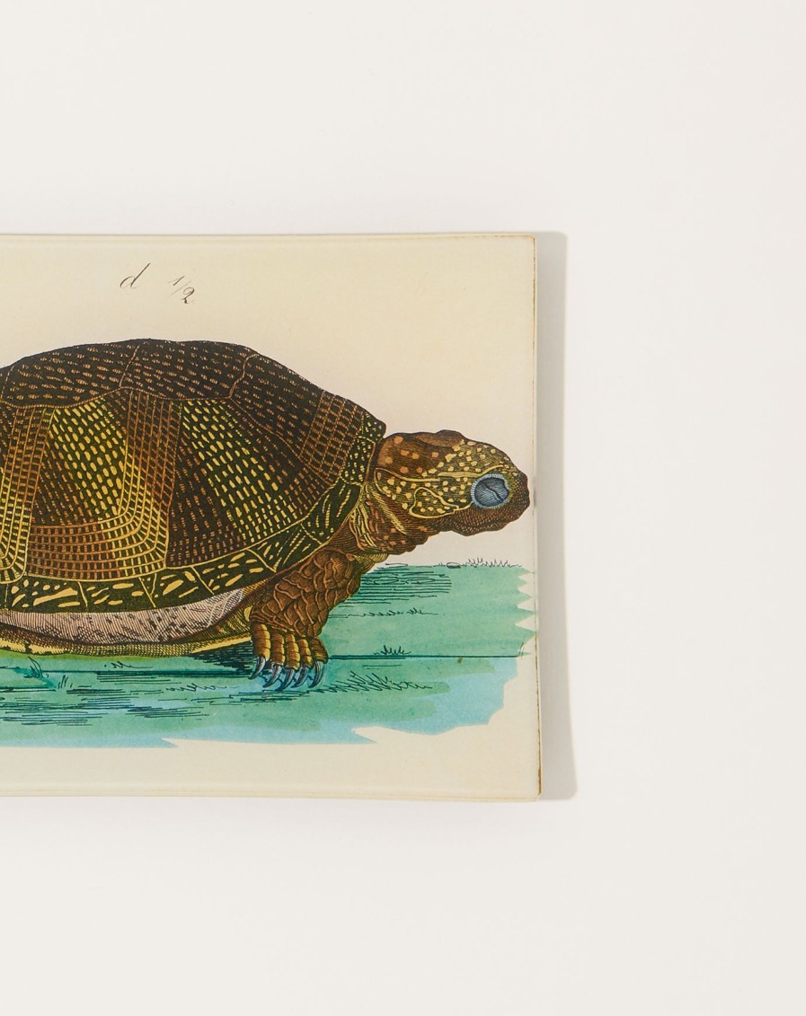 Home John Derian | Turtle D Mini Tray