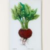 Home John Derian | Single Beet (Kitchen Vegetables) Wall Tray