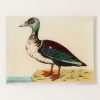 Home John Derian | #48 Muscovy Duck Tray