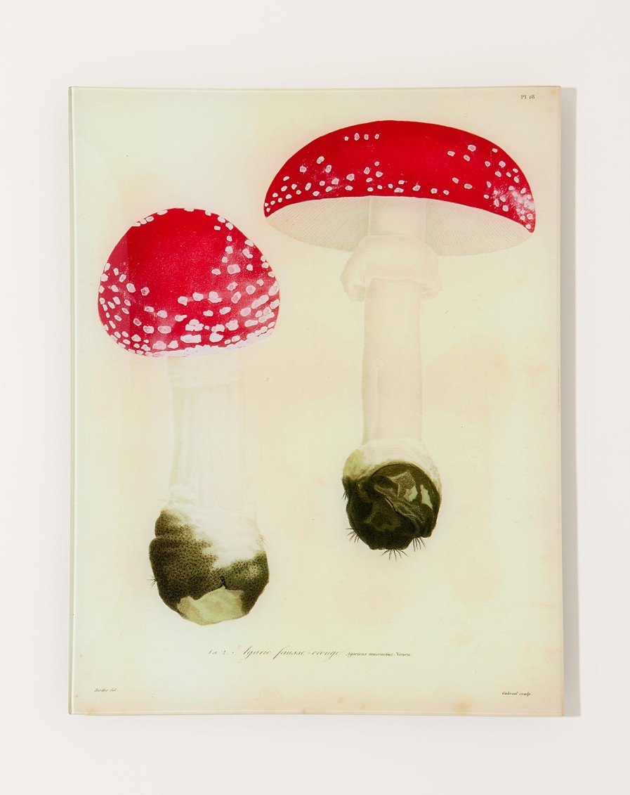 Home John Derian | Mushrooms Pl.18 Wall Tray