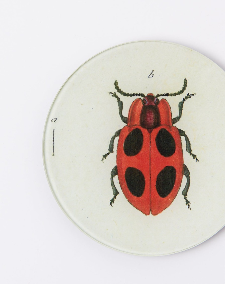 Home John Derian | Big Dot Lady Bug 5 3/4" Round