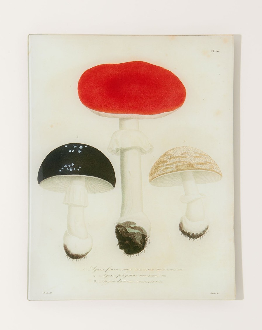 Home John Derian | Mushrooms Pl.20 Wall Tray