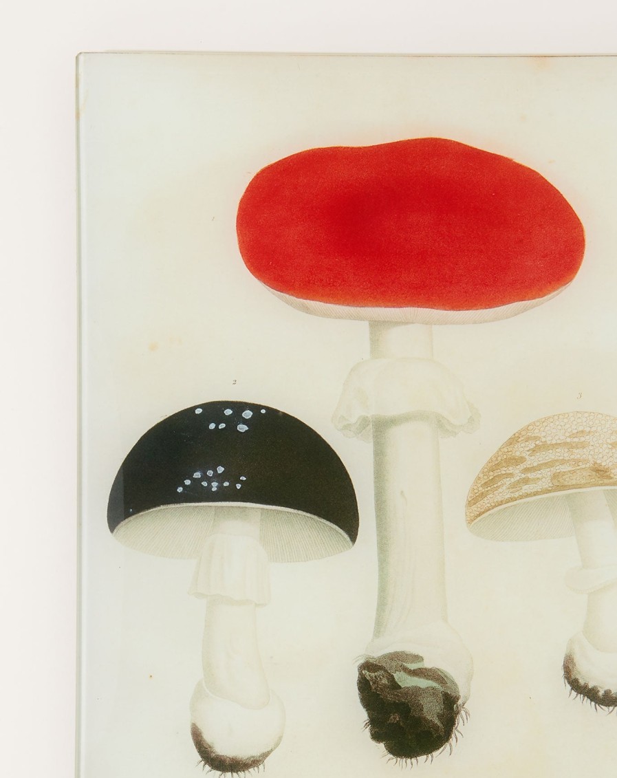 Home John Derian | Mushrooms Pl.20 Wall Tray