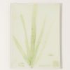 Home John Derian | #4 Seaweed (Clxv) Tray