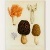 Home John Derian | Mushrooms Pl.1 Wall Tray