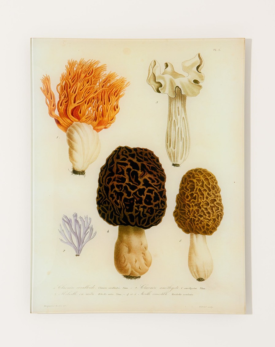 Home John Derian | Mushrooms Pl.1 Wall Tray