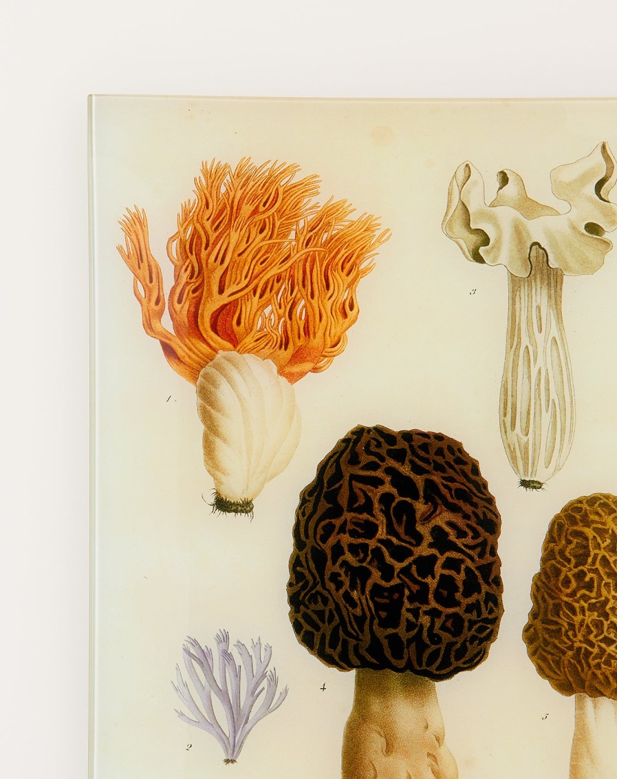 Home John Derian | Mushrooms Pl.1 Wall Tray