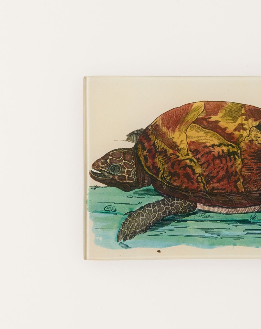 Home John Derian | Turtle C Mini Tray