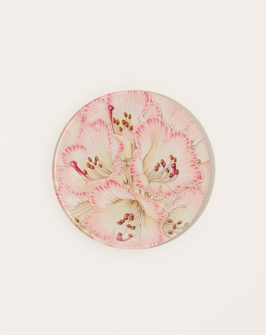 Home John Derian | Cinnamon Campanulatum Rhododendron 5 3/4" Round