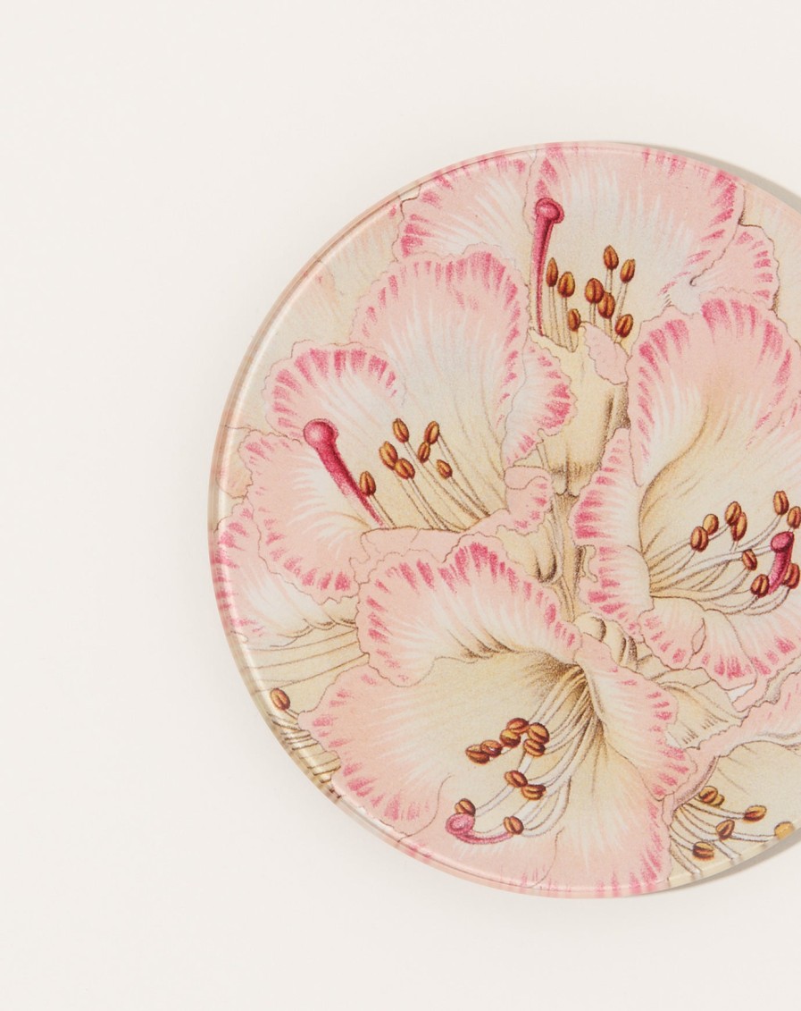 Home John Derian | Cinnamon Campanulatum Rhododendron 5 3/4" Round