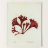 Home John Derian | #14 Seaweed (Xcia) Tray