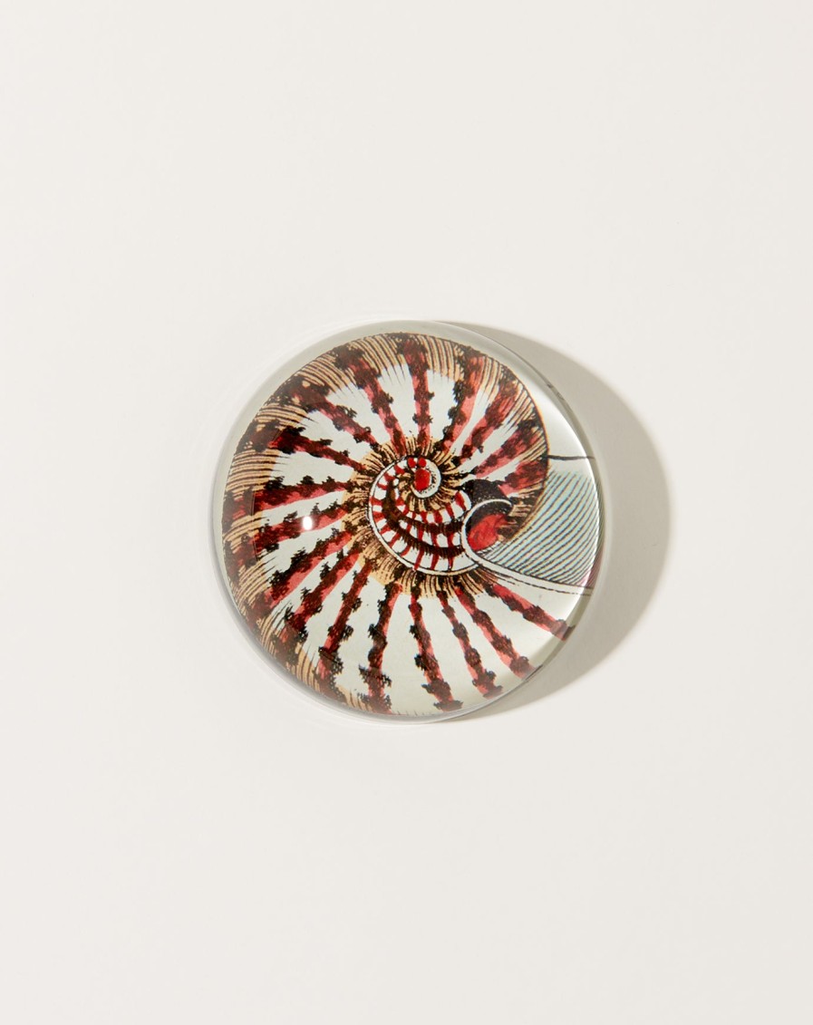 Home John Derian | Nautilus Shell Dome Paperweight