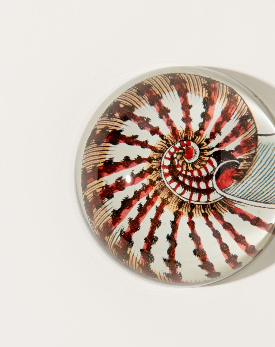 Home John Derian | Nautilus Shell Dome Paperweight