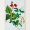 Home John Derian | Pea, Scarlet Runner, Bean (Kitchen Vegetables) Wall Tray